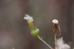 American burnweed